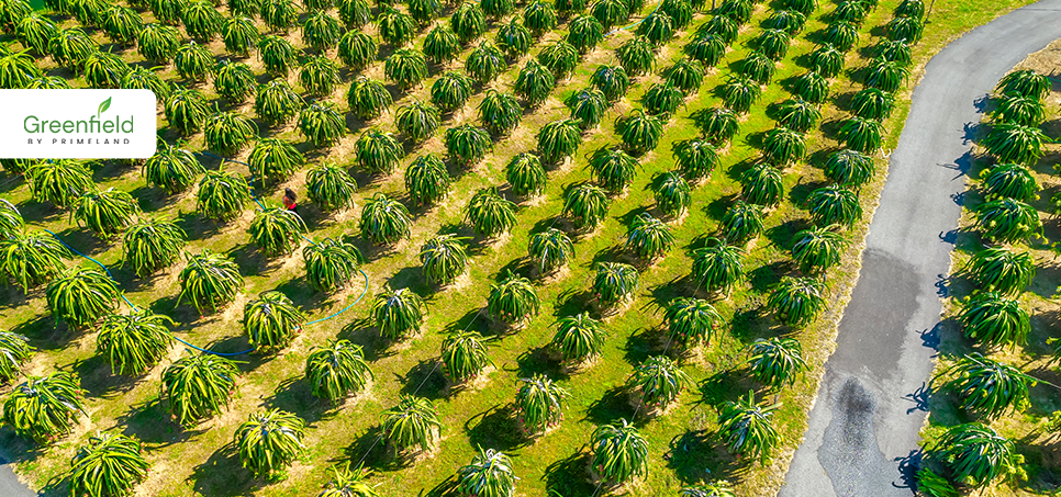 Greenfield Mango Farm banner
